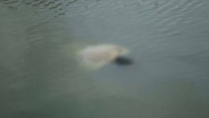 ডোবার পানিতে প্রাণ গেলো শিশুর