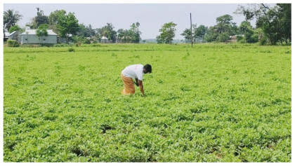 কম খরচে বেশি লাভ, বাদাম চাষে ঝুঁকছেন কৃষক
