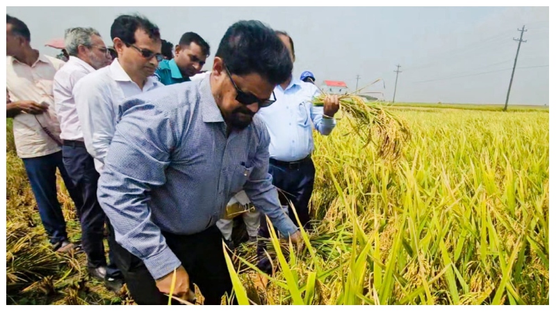 হাওরে কৃষকের ধান কেটে দিয়ে ধান সংগ্রহের উদ্বোধন করলেন খাদ্য সচিব
