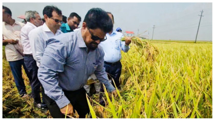 হাওরে কৃষকের ধান কেটে দিয়ে ধান সংগ্রহের উদ্বোধন করলেন খাদ্য সচিব
