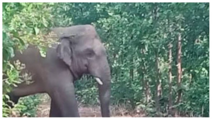 চকরিয়ায় বন্যহাতির আক্রমণে নারী শ্রমিকের মৃত্যু
