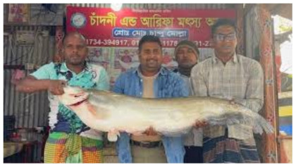 জেলের জালে ধরা পড়ল ২৫ কেজি ওজনের বোয়াল