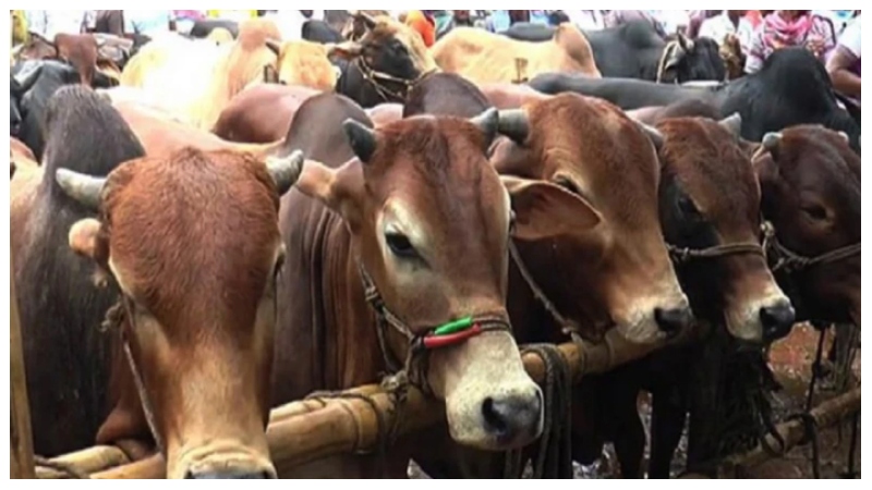 মেরাদিয়ায় গরুর হাট বসানো যাবে না: হাইকোর্ট
