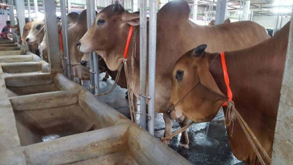 ভাগ্য উন্নয়নে গরু মোটাতাজাকরণ উদ্যোগ রাজশাহীর গ্রামবাসীদের