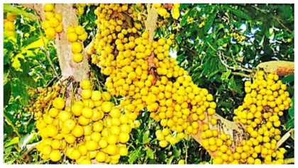 জিআই পণ্যের মর্যাদা পেল নরসিংদীর লটকন