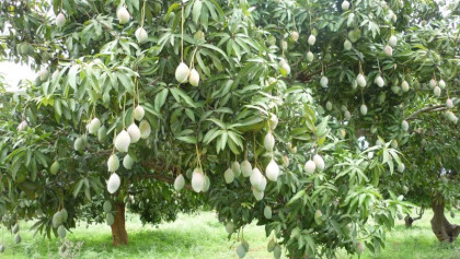 ৪ ধাপে বাজারে আসবে সাতক্ষীরার আম