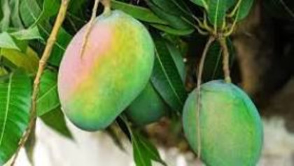 কাঁচা না পাকা আম, কোনটি বেশি উপকারী
