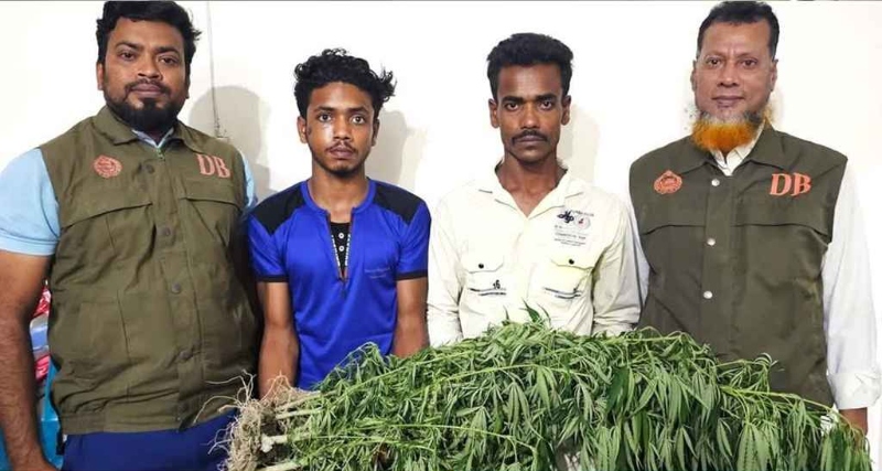 ভুট্টা ক্ষেতে গাঁজা চাষ, দুই যুবক আটক