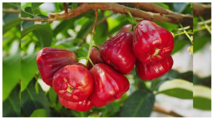 ডায়াবেটিস নিয়ন্ত্রণে : জামরুল