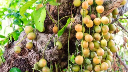 এবার জিআই পণ্যের স্বীকৃতি পেল নরসিংদীর লটকন
