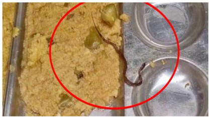 ভারতে স্কুলের মিলে মৃত সাপ! অসুস্থ শতাধিক শিশু