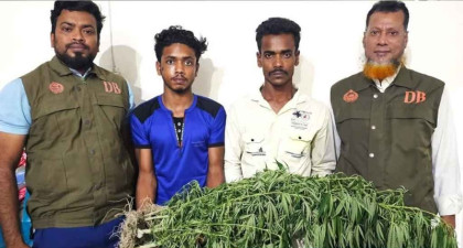 ভুট্টা ক্ষেতে গাঁজা চাষ, দুই যুবক আটক