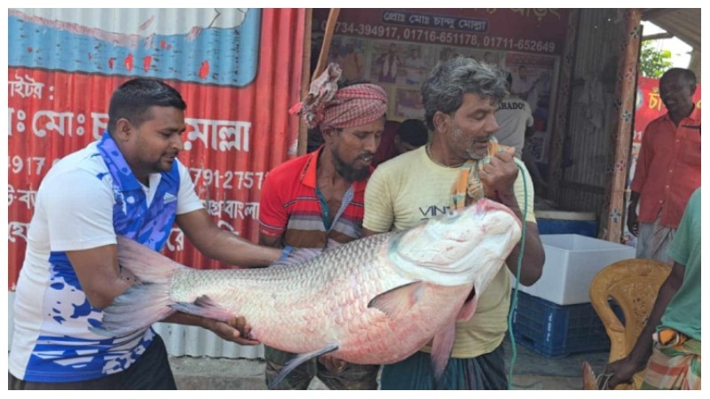 দৌলতদিয়ায় ২৮ কেজি ওজনের কাতল, বিক্রি ৫০ হাজার টাকায়