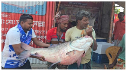 দৌলতদিয়ায় ২৮ কেজি ওজনের কাতল, বিক্রি ৫০ হাজার টাকায়