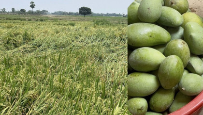 চাঁপাইনবাবগঞ্জে শিলাবৃষ্টিতে ২৪৮ হেক্টর জমির ‘ধান ও আম’ নষ্ট