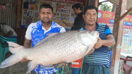 পদ্মার ‌দুই কাত‌লের দাম ৮২ হাজার