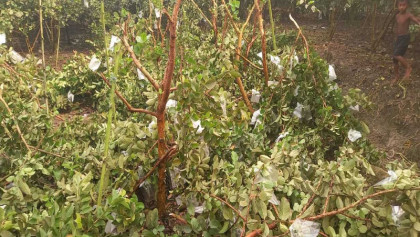 পেয়ারা চাষীর স্বপ্নভঙ্গ, রাতের আঁধারে বাগানে দুর্বৃত্তের হামলা
