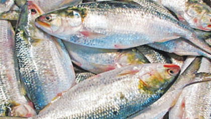 পদ্মার দুইটি ইলিশের দাম ১০ হাজার ৪০০ টাকা