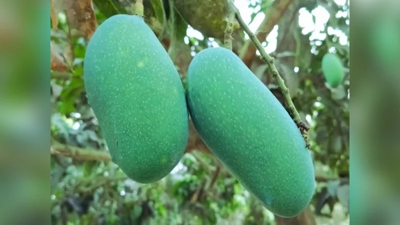 নওগাঁর ‘নাক ফজলি আম পেল জিআই স্বীকৃতি