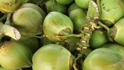 পিরোজপুরে ডাবের দাম ৬০, ঢাকায় ২০০!