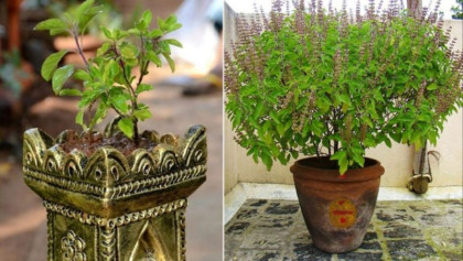 প্রতিদিন কাঁচা তুলসী পাতা খাওয়ার উপকারিতা