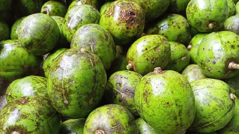 দেশের ৮০% চাহিদা মেটায় বরিশালের আমড়া