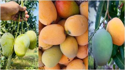 রাজশাহীর আম পাড়ার সময়সূচি ঘোষণা, শুরু ১৫ মে থেকে