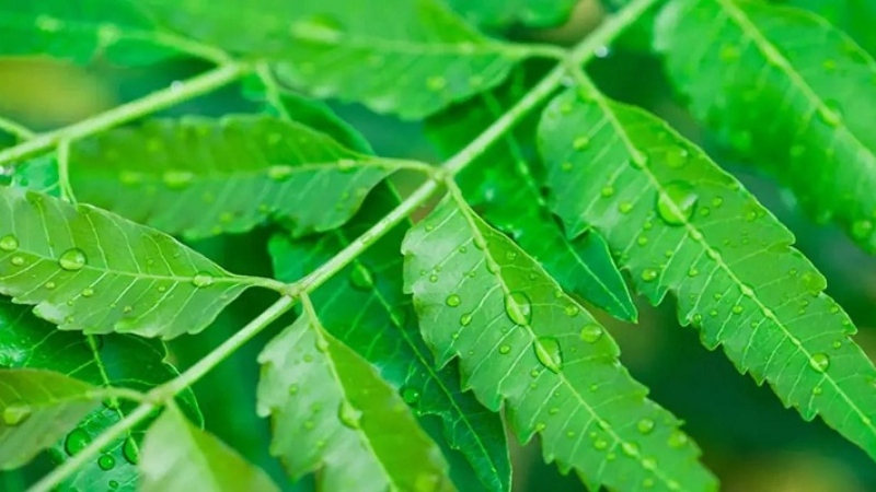 ওষুধি গুণসম্পন্ন নিম গাছ